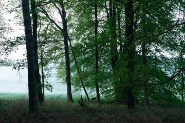 Fogy meadow landscape at Groesbeek