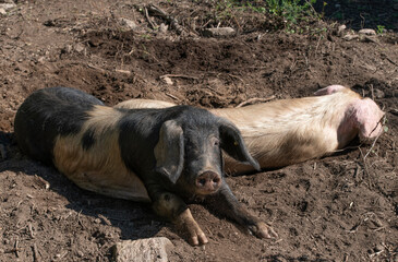 Celtic, Iberian pigs in freedom, between a natural and green landscape