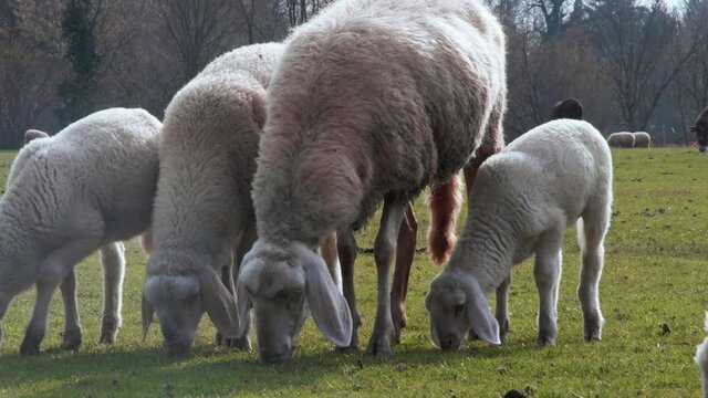 le pecore brucano l'erba una vicina all'altra