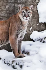  A vigorous muscular cougar against a background of snow and rocks the front half of the body in profile, the head is raised © Mikhail Semenov