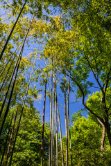 A small grove of bamboo trees, with its very high reeds that stretch towards the sky, covering the sun. Shade, coolness, relaxation, peace, silence, greenery, vegetation.