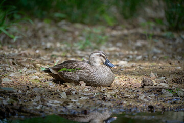 A side view of a spot-billed duck sitting on the ground