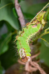 A caterpillar that is building its chrysalis before it metamorphoses and becomes a butterfly. Macro photograph of the beautiful green insect perched on the branch of a plant.