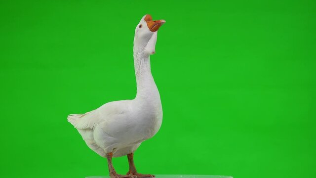 white kholmogory goose stands on a green screen and opens its beak, studio