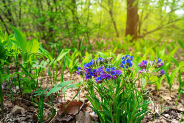 Spring natural background of blue forest flowers