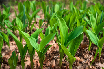 The first leaves of the spring flowers of lilies of the valley in the forest