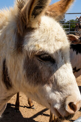 Headshot of white and brown mini pony horse in sunlight