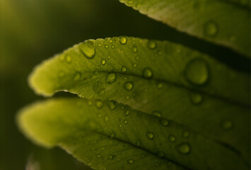 gocce d'acqua su foglie
