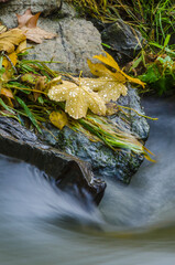 Autumn leaf - river