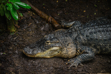 The dangerous cuba crocodile always ready for a passing prey