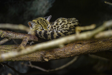 The beautiful margay cat lies in the tree and sleeps
