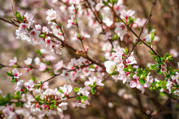 Tree branches with spring flowers. Cherry blossom or cherry blossom, beautiful natural background