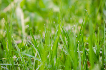 Fototapeta na wymiar Krople rosy na trawie