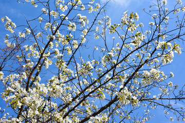 blossoming tree