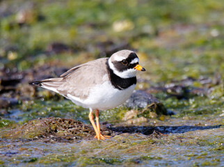 Ringed Plover