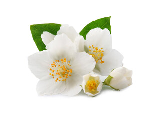 Jasmine flower closeup on white backgrounds.
