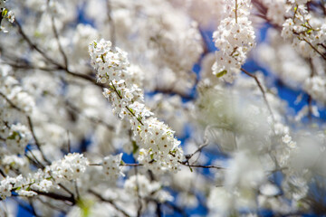 Cherry blossom branch in the garden in spring
