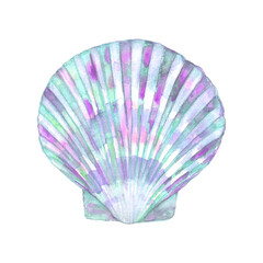 Seashell watercolor illustration. Watercolor hand drawn sea shell isolated on white background