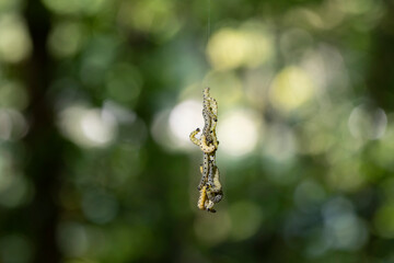 Pieris brassicae larvae
