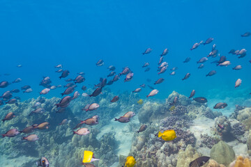 Fototapeta na wymiar School of tropical fish swimming over coral reef in clear blue ocean water