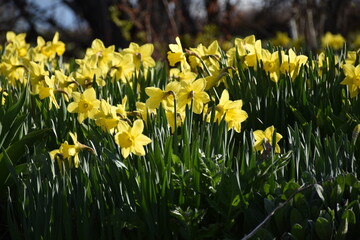 Fototapeta premium The first daffodils of spring