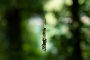 Fototapeta premium Pieris brassicae larvae