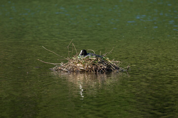 Coot