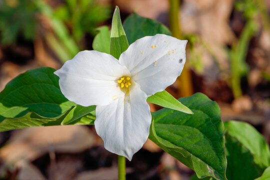 Close up of Trillium Grandiflorum, commonly known as great white trillium or wood lily blooming during spring. Selective focus, background and foreground blur. 
