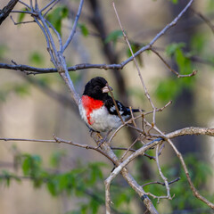 Rose-breasted Grosbeak (Pheucticus ludovicianus) also known as a Cut-throat perched on a tree branch during spring. Selective focus, background blur and foreground blur.
