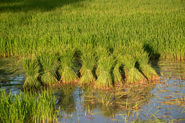 Rice seedlings in thailand
