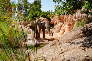 Fototapeta premium Elephant herd searching for shadow in the sun. 