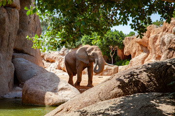 Fototapeta na wymiar Elephant herd searching for shadow in the sun. 