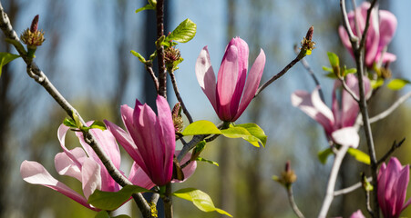 Beautiful branch of light pink Magnolia Soulangeana flower in City park Krasnodar. Galitsky Park in sunny spring 2021. Large pink magnolia flowers on blue sky background. Selective close-up focus