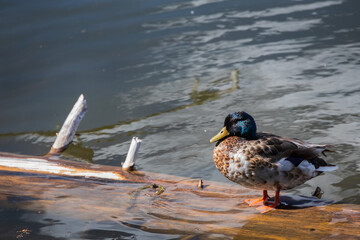  Mallard sitting on log on the edge of a lake

