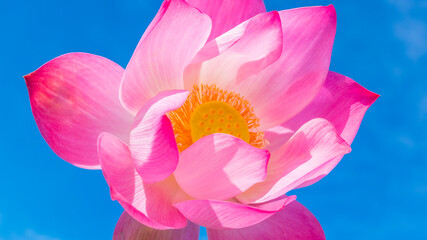 Colorful pink lotus flower in the sky