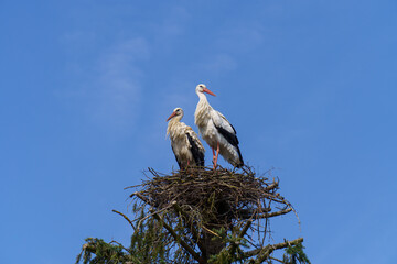 Storchenpaar im Storchennest