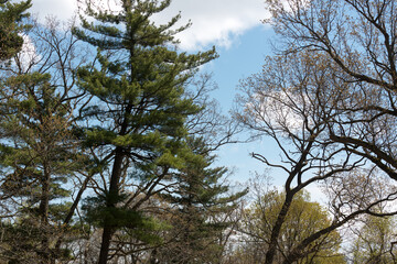 trees in an urban woodlot