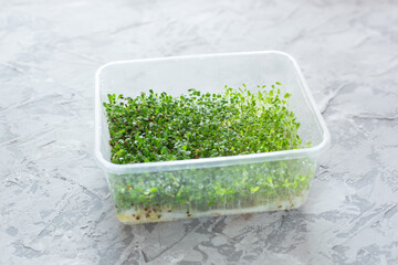 Woman's hands putting a plastic box with micro green arugula, salad, alfalfa (Lucerne). Home garden and healthy lifestyle concept, vegan. Fun way to reuse plastic box
