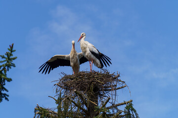 Storch breitet seine Fl&uuml;gel aus im Storchennest