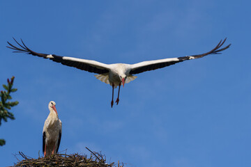 Ein Storch verl&auml;sst das Nest