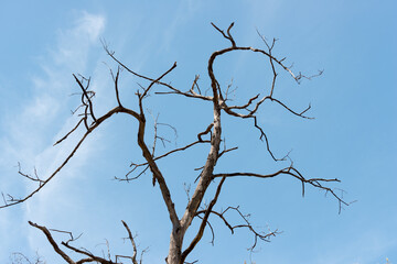 branches of a dead tree against the sky