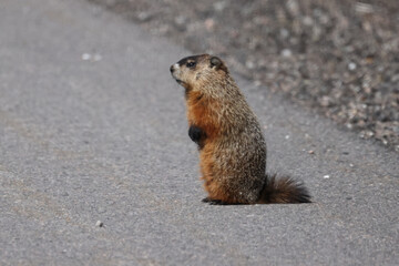 Naklejka na ściany i meble Goundhog on road running across, danger to wildlife on spring day 