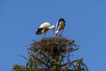 Storchenpaar beim Nestbau