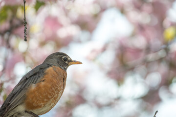 robin on a branch of cherry blossoms in spring