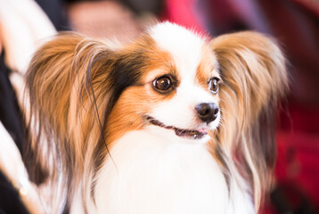 beautiful fluffy continental toy spaniel falen dog