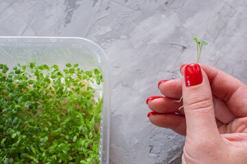 Woman's hands putting a micro green lettuce growing in a plastic box on light grey background. Selective focus. Home garden and healthy lifestyle concept, vegan. Fun way to reuse plastic box