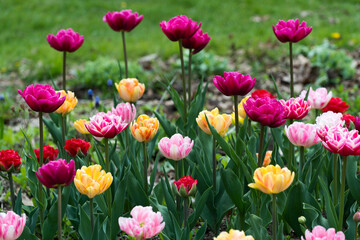 Obraz premium tulips (tulipa) double hybrids in full bloom in a garden patch under mainly cloudy skies (no hard or harsh shadows) mostly in deep and light pink, red, magenta, yellow, and red