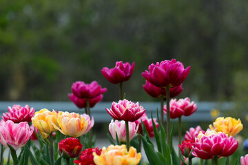 tulips (tulipa) double hybrids in full bloom in a garden patch under mainly cloudy skies (no hard or harsh shadows) mostly in deep and light pink, red, magenta, yellow, and red