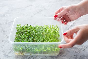 Woman's hands putting a micro green arugula growing on a paper towel on light grey background. Selective focus. Home garden and healthy lifestyle concept, vegan. Fun way to reuse plastic box