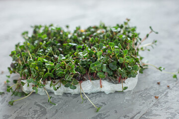 Close up arugula seedling grown on a paper towel on sunny window ledge, fun way to reuse, recycle and grow your own. Selective focus. Home garden and healthy lifestyle concept, vegan